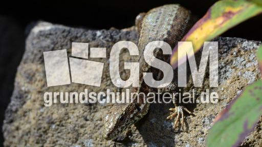 Mauereidechse (2).jpg